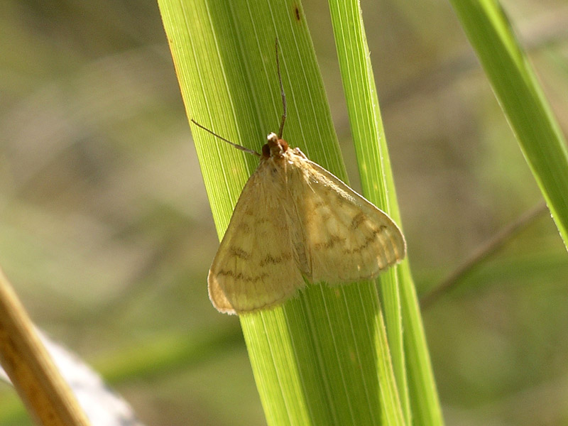 Perch Schifezzuolidae? Mecyna flavalis